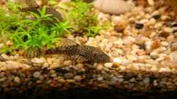 Ancistrus