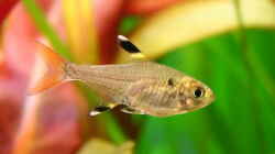 Besatz im Aquarium Becken 18770