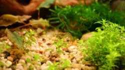 Besatz im Aquarium Becken 18770