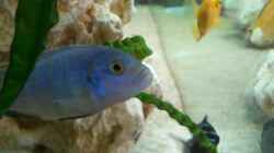 Labidochromis und Cynotilapia 2