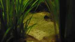 Pflanzen im Aquarium Fischsuppe