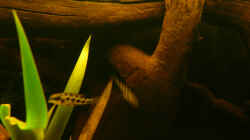 Dekoration im Aquarium Dicrossus