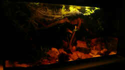 Aquarium Dicrossus