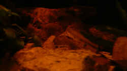 Dekoration im Aquarium Dicrossus