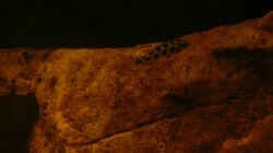 Besatz im Aquarium Dicrossus