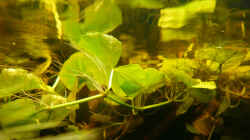 Pflanzen im Aquarium Dicrossus