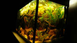 Aquarium Dicrossus