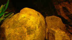 Dekoration im Aquarium Dicrossus