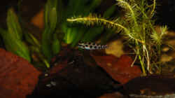 Besatz im Aquarium Dicrossus