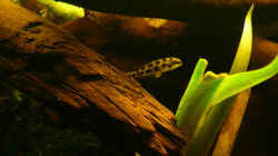 Besatz im Aquarium Dicrossus