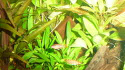 Cryptocorine nevillii (davor 2 neugierige Dario Männchen)