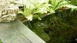 Pflanzen im Aquarium The Green 2 meters