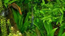 Besatz im Aquarium The Green 2 meters