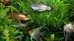 Besatz im Aquarium The Green 2 meters