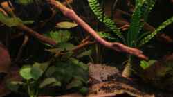 Aquarium Becken 19155