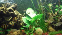 Aquarium Becken 19196