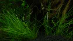 Elocharis Acicularis