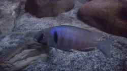 Placidochromis electra Bock