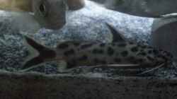 Synodontis petricola