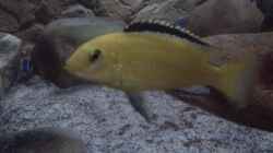 Labidochromis caeruleus yellow Bock