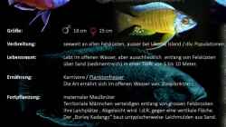 Besatz im Aquarium Malawi Homezone / aufgelöst