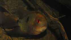 H.temporalis; Schau mir in die Augen!
