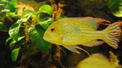 Anubias