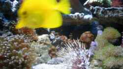 Aquarium meine neuste Sucht!