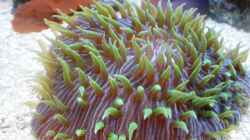 Aquarium meine neuste Sucht!