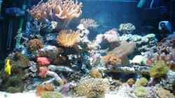 Aquarium meine neuste Sucht!