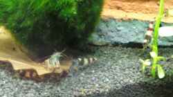 Besatz im Aquarium Becken 19545