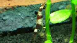 Besatz im Aquarium Becken 19545