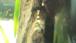 Besatz im Aquarium Becken 19545