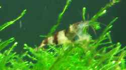 Besatz im Aquarium Becken 19545