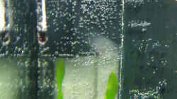 Technik im Aquarium Becken 19545