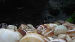 Besatz im Aquarium N. multifasciatus Artbecken- Nur noch als Beispiel