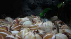 Besatz im Aquarium N. multifasciatus Artbecken- Nur noch als Beispiel