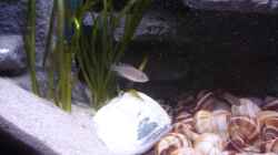 Besatz im Aquarium N. multifasciatus Artbecken- Nur noch als Beispiel