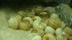 Besatz im Aquarium N. multifasciatus Artbecken- Nur noch als Beispiel