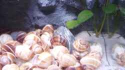 Besatz im Aquarium N. multifasciatus Artbecken- Nur noch als Beispiel