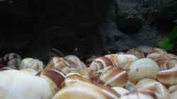 Besatz im Aquarium N. multifasciatus Artbecken- Nur noch als Beispiel