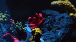 Montipora digitata rot