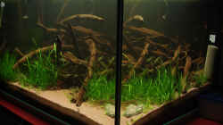 Aquarium Becken 1963