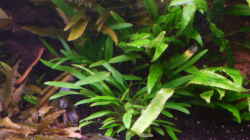 Cryptocoryne wendtii ´grün´ und Cryptocoryne nevillii