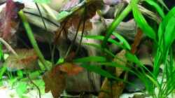 Aquarium Flussufer (aufgelöst)