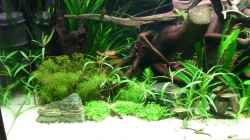 Aquarium Flussufer (aufgelöst)