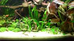 Aquarium Flussufer (aufgelöst)
