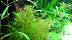 Aquarium Flussufer (aufgelöst)