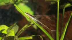 Goldbart o. Störwels (Sturisoma aureum)