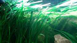 Dekoration im Aquarium Red Stones